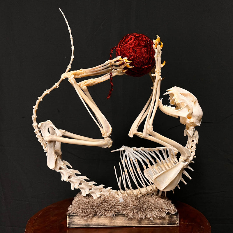 House Cat Skeleton, Articulated (Yarn)