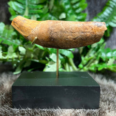 Cavebear Canine Tooth (On Stand) B
