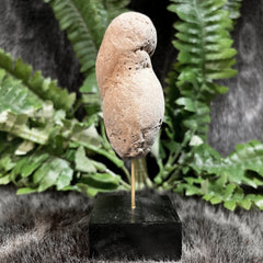 Crocodilian Poop (Coprolite) Fossil, E