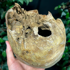 Human Skull, European A