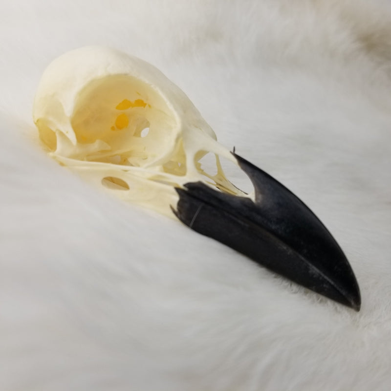 Carrion Crow Skulls