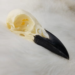 Carrion Crow Skulls