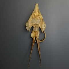 Sea Monster, Jenny Haniver