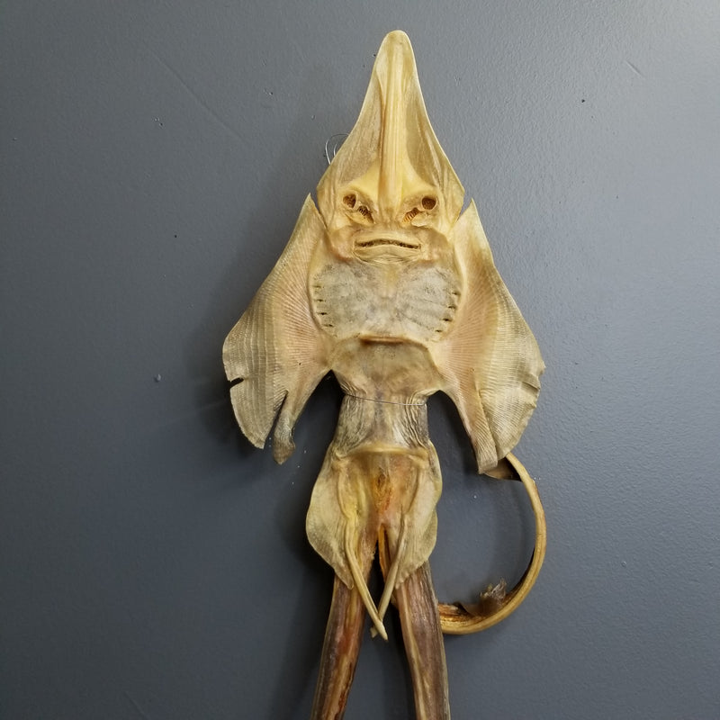 Sea Monster, Jenny Haniver