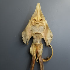 Sea Monster, Jenny Haniver