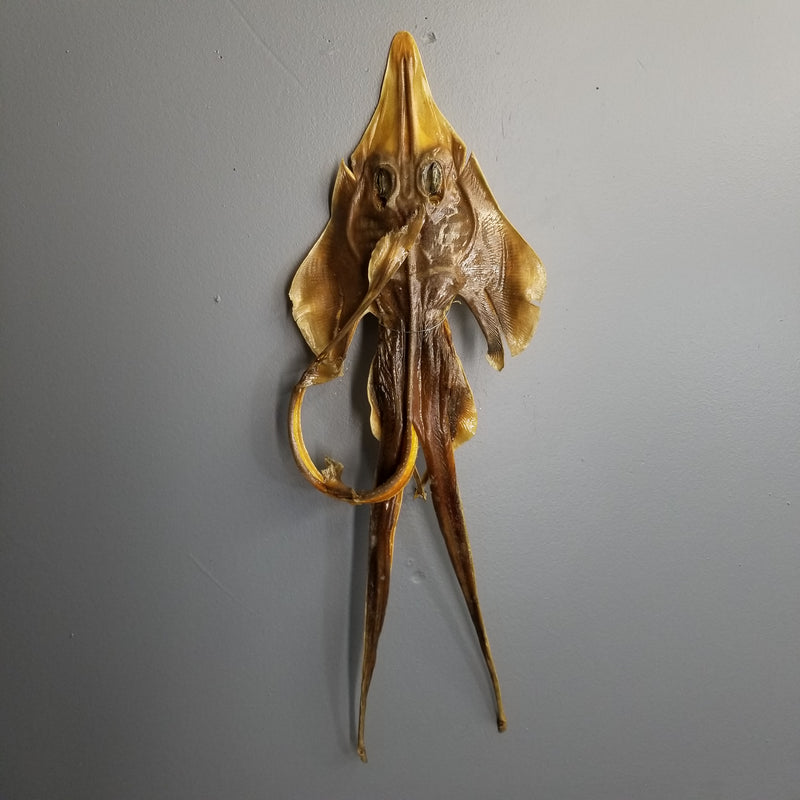 Sea Monster, Jenny Haniver