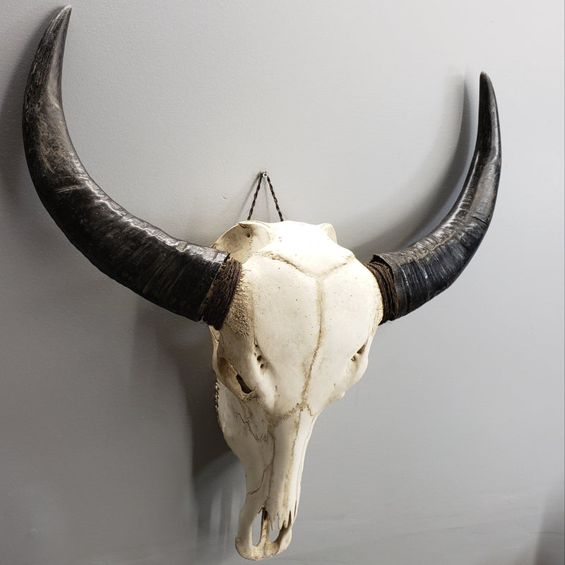 Water Buffalo Skulls