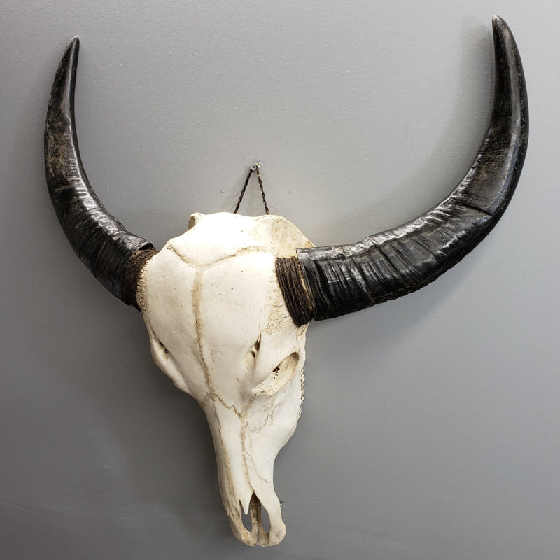 Water Buffalo Skulls