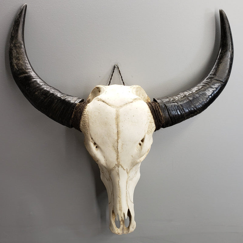 Water Buffalo Skulls