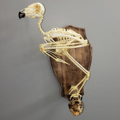 Spotted Eagle Owl Skeleton A