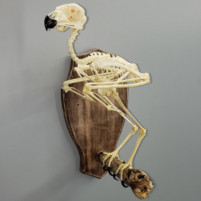 Spotted Eagle Owl Skeleton A