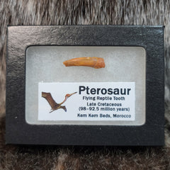 Pterosaur Tooth, Framed