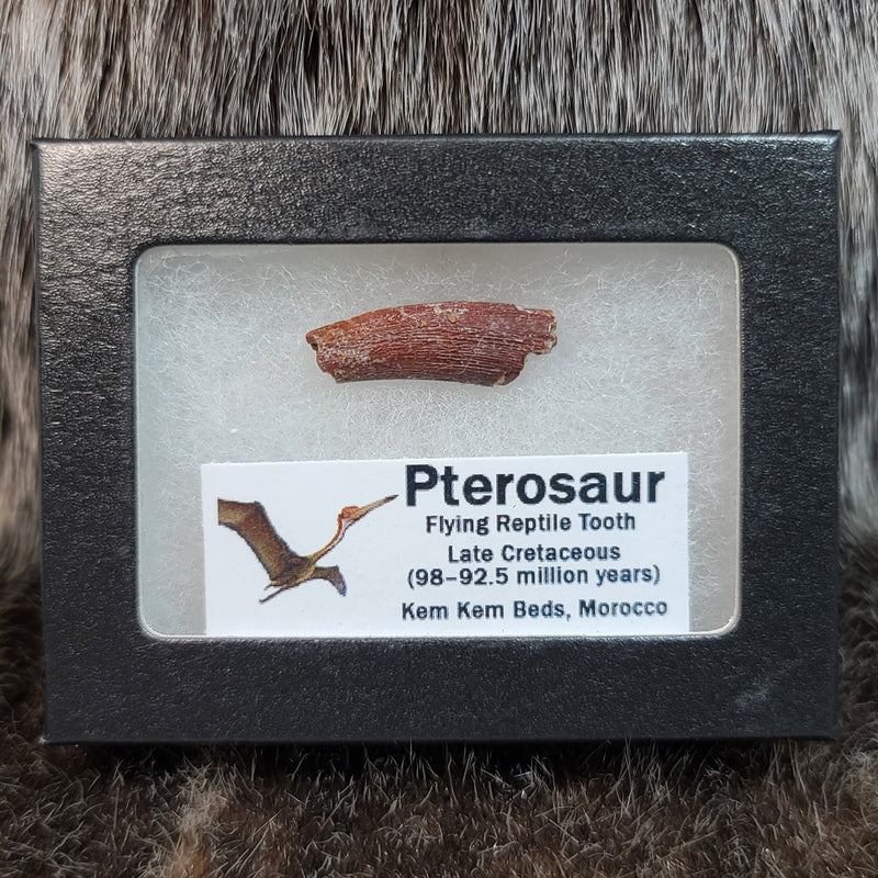 Pterosaur Tooth, Framed