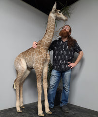 Baby Giraffe Taxidermy Mount