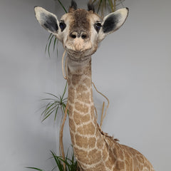 Baby Giraffe Taxidermy Mount
