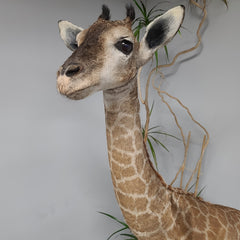 Baby Giraffe Taxidermy Mount