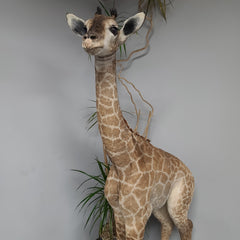 Baby Giraffe Taxidermy Mount