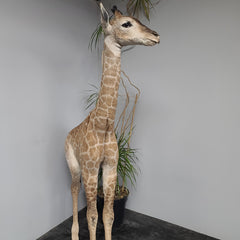 Baby Giraffe Taxidermy Mount