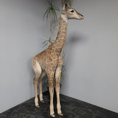 Baby Giraffe Taxidermy Mount