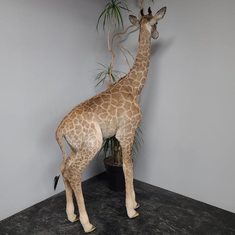 Baby Giraffe Taxidermy Mount