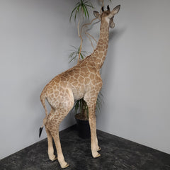 Baby Giraffe Taxidermy Mount