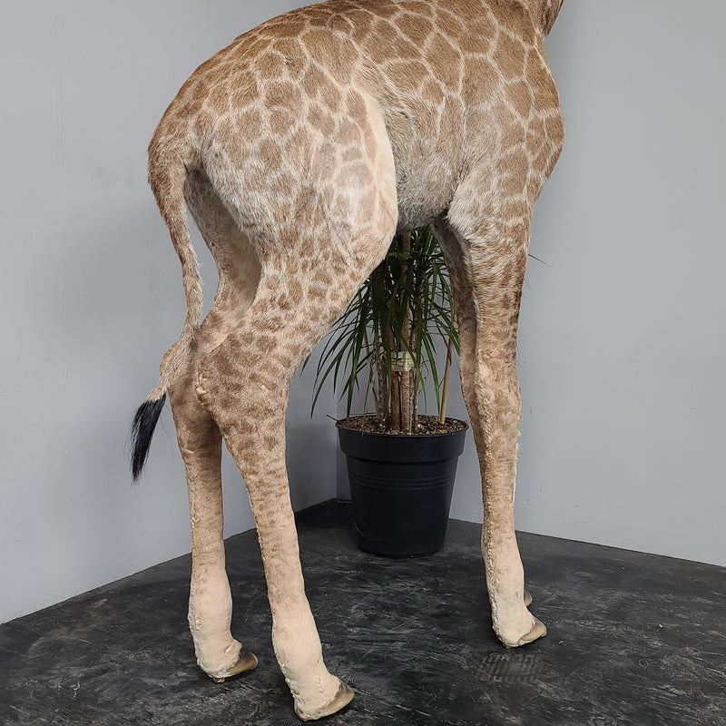 Baby Giraffe Taxidermy Mount
