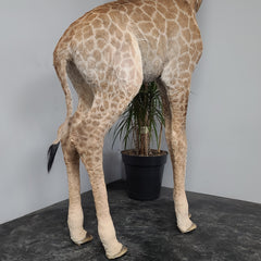 Baby Giraffe Taxidermy Mount