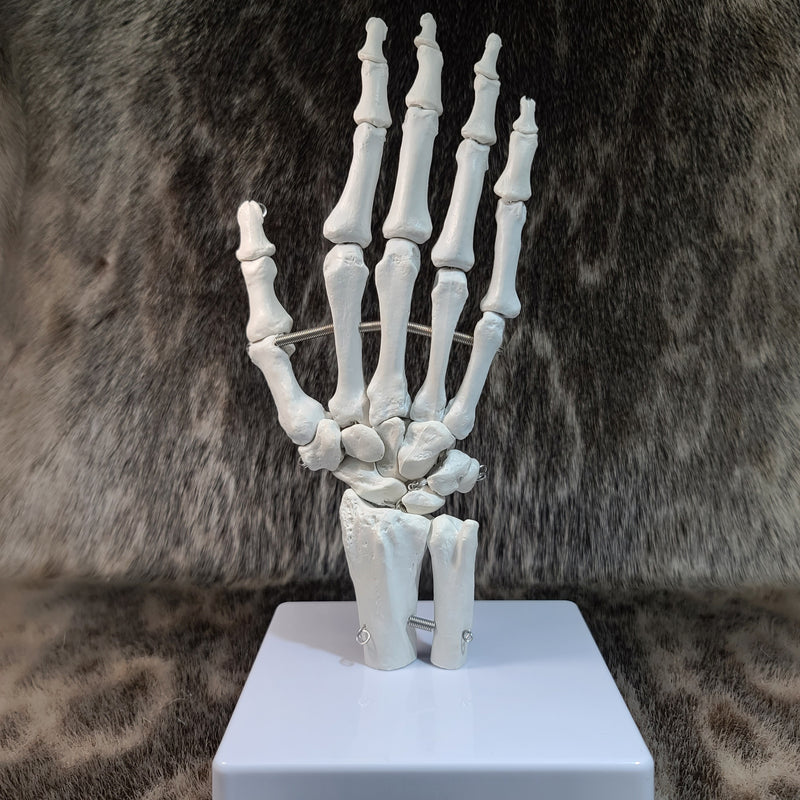 Human Hand, Articulated (CAST)