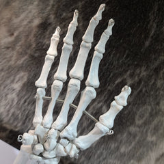 Human Hand, Articulated (CAST)