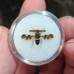 Hammer-Headed Fruit Fly