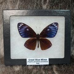 Great Blue Mime Butterfly