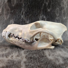 Eastern Timber Wolf Skull