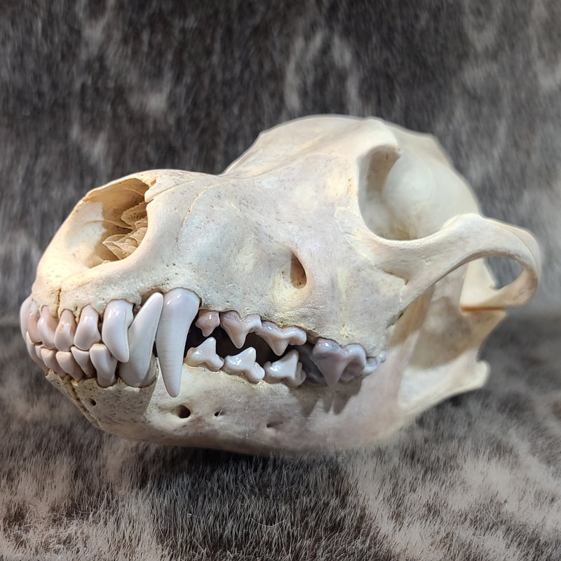 Eastern Timber Wolf Skull