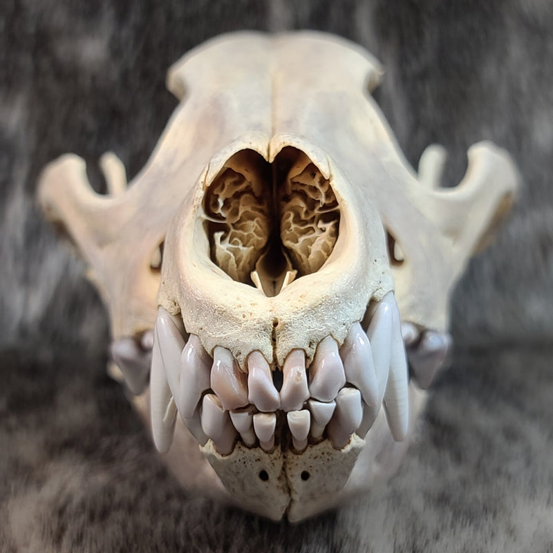 Eastern Timber Wolf Skull