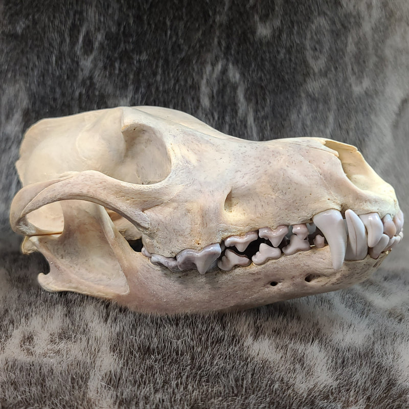 Eastern Timber Wolf Skull