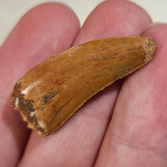 Carcharodontosaurus Dinosaur Tooth C (1.25