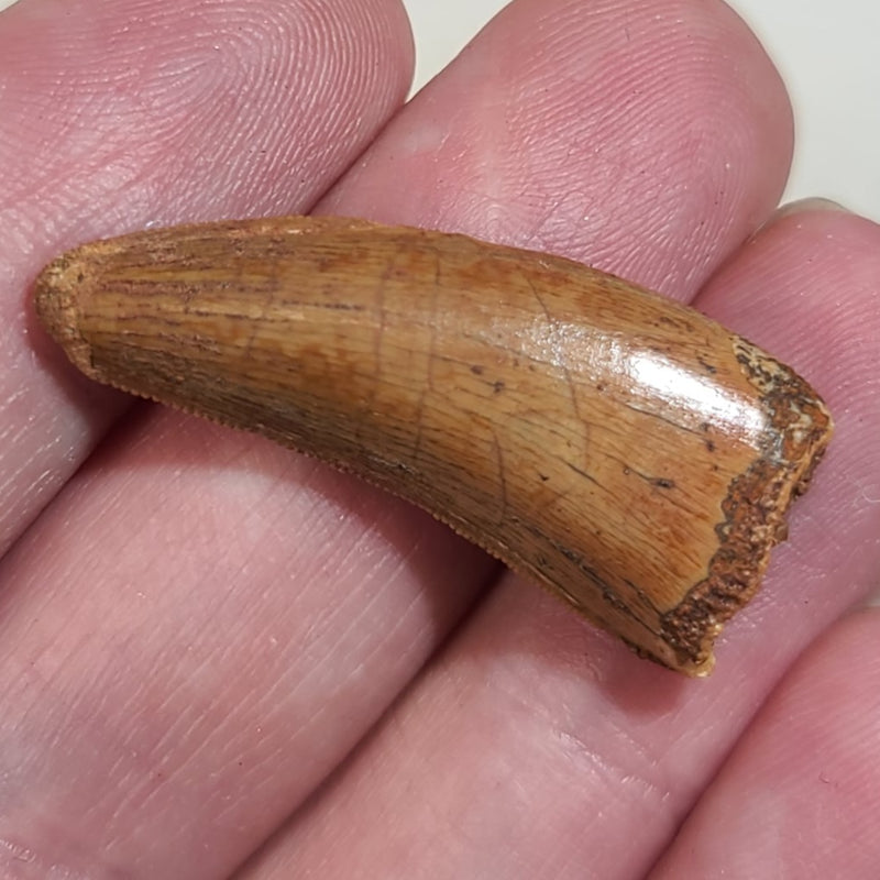 Carcharodontosaurus Dinosaur Tooth C (1.25")