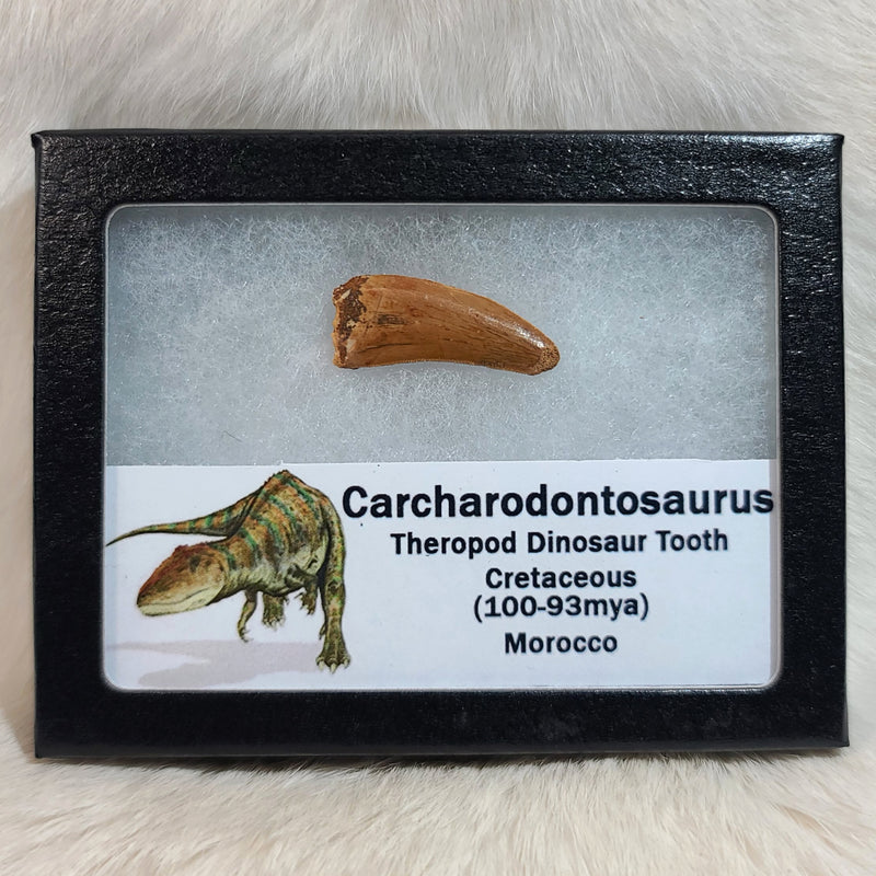 Carcharodontosaurus Dinosaur Tooth C (1.25")