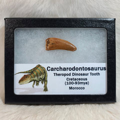 Carcharodontosaurus Dinosaur Tooth C (1.25