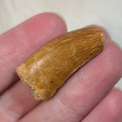 Carcharodontosaurus Dinosaur Tooth D (1.25