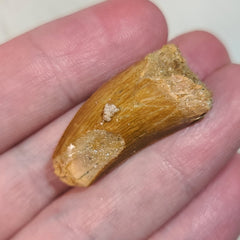 Carcharodontosaurus Dinosaur Tooth D (1.25