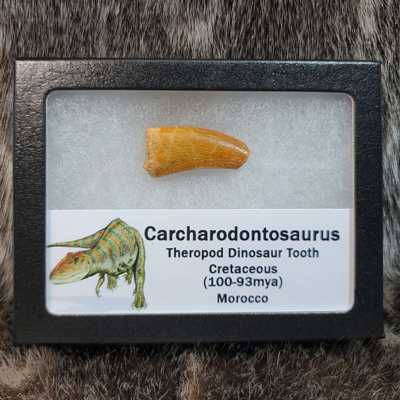 Carcharodontosaurus Dinosaur Tooth D (1.25")