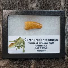 Carcharodontosaurus Dinosaur Tooth D (1.25