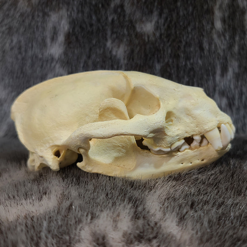 European Badger Skull