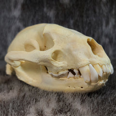 European Badger Skull