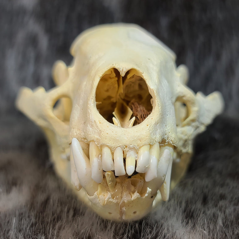 European Badger Skull