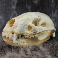 European Badger Skull