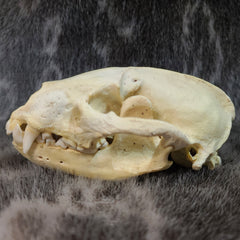 European Badger Skull