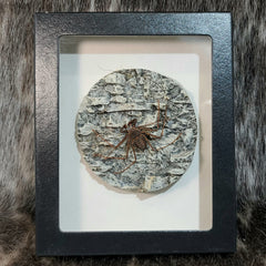 Tailless Whip Scorpion, Diorama A