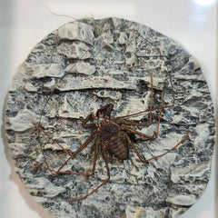 Tailless Whip Scorpion, Diorama A